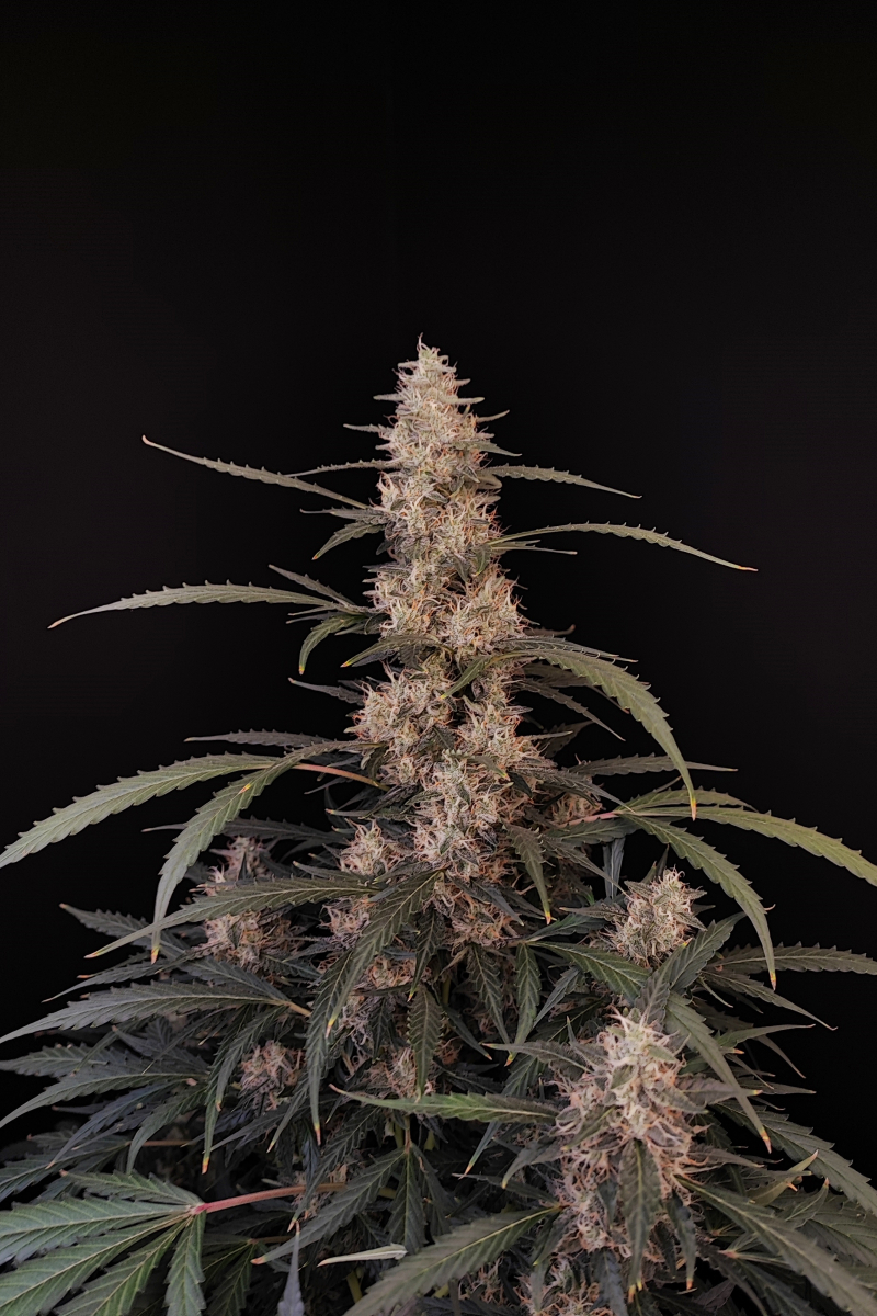 Photo of Amnesia Haze Auto