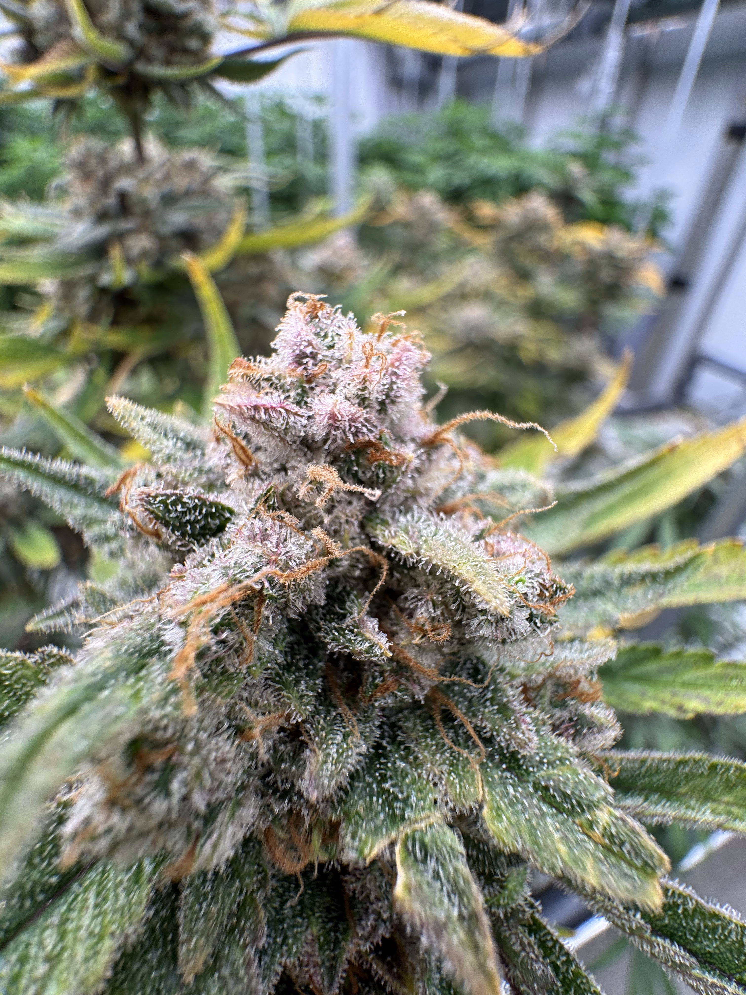 Cherry Cola Auto RF3