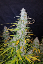 Californian Snow Auto