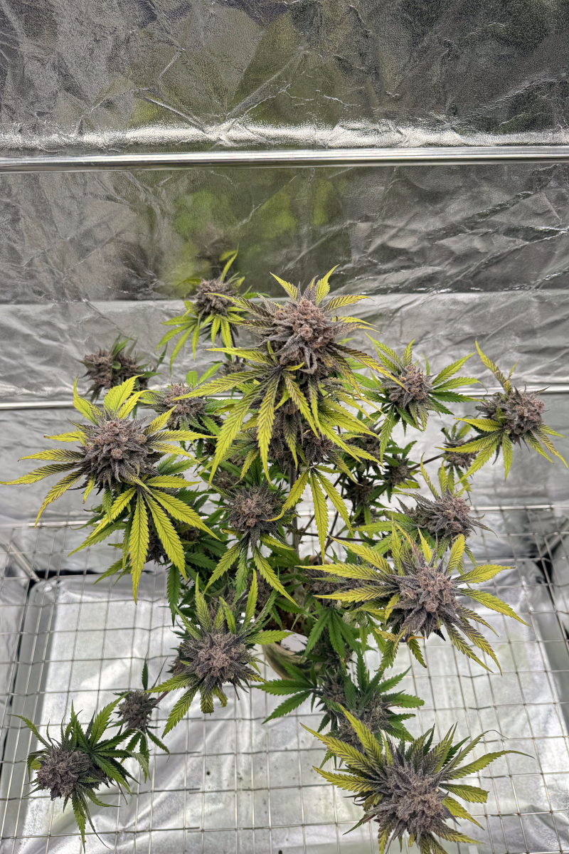 Photo of Cherry Cola Auto RF3