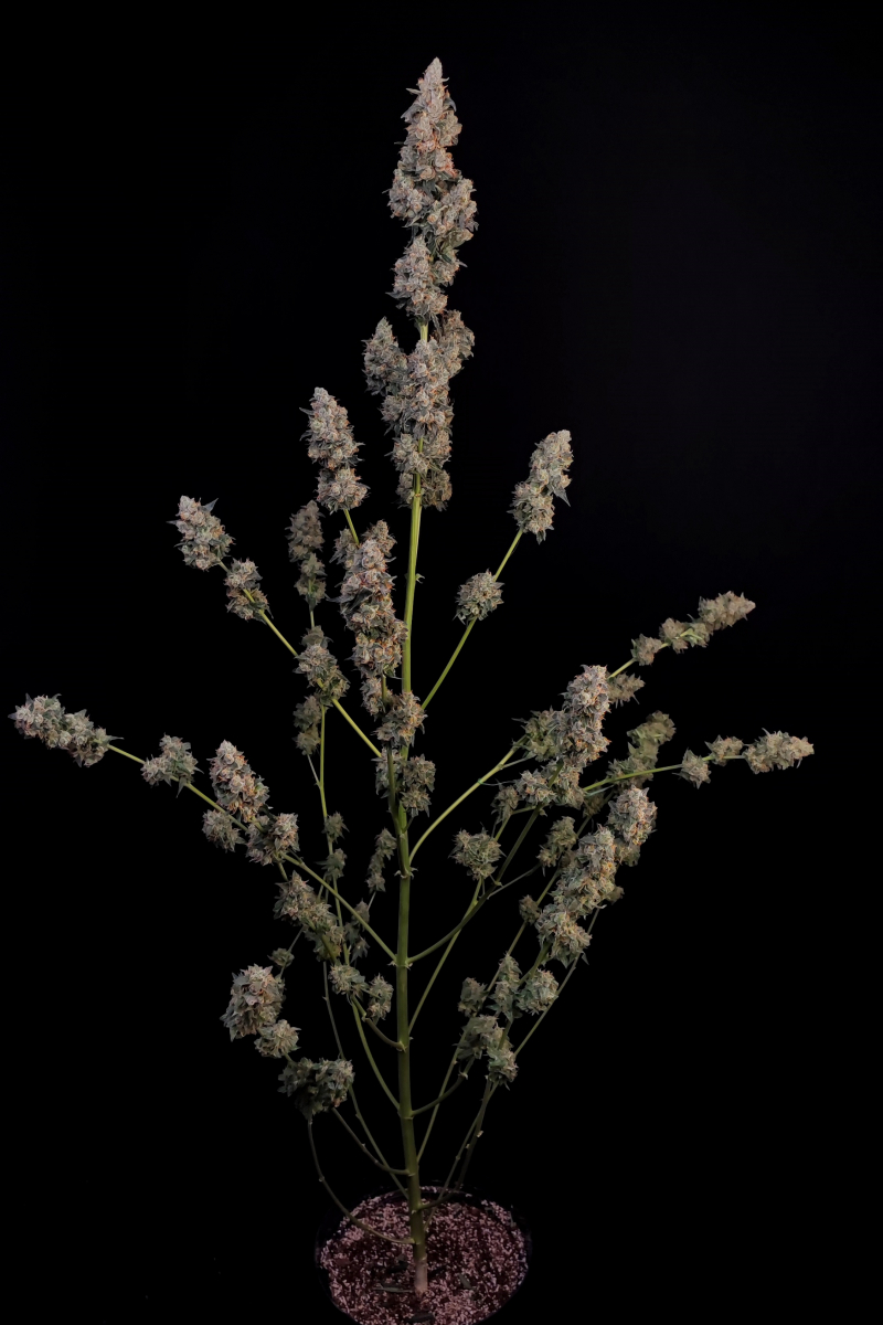 Photo of Northern Lights Auto