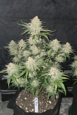Frostbanger Auto