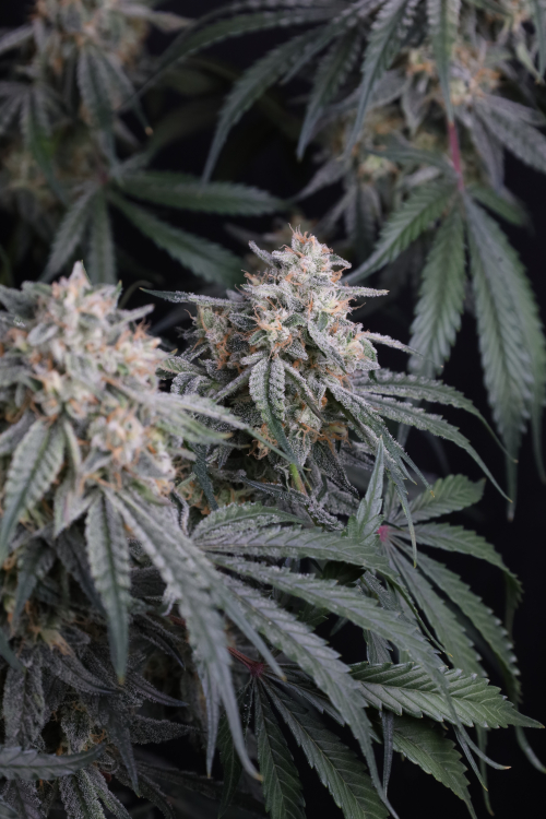 Garlic Mint Sherbet Auto