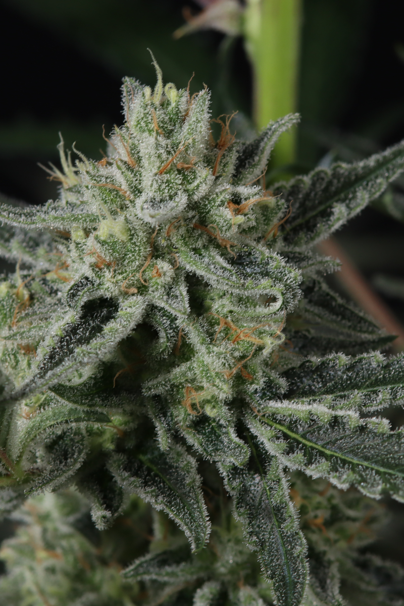 Photo of Banana Guava Auto