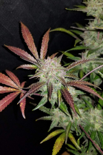 Cream Cookies Auto