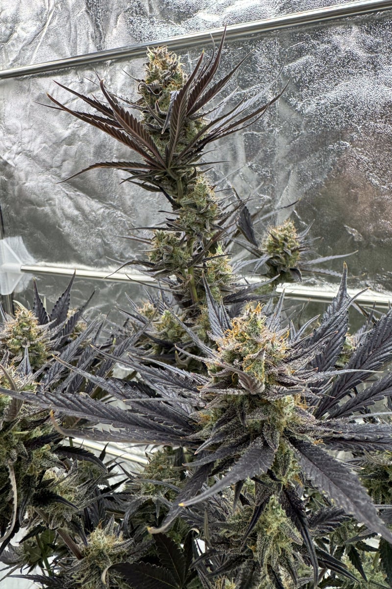 Photo of Guava Auto RF3