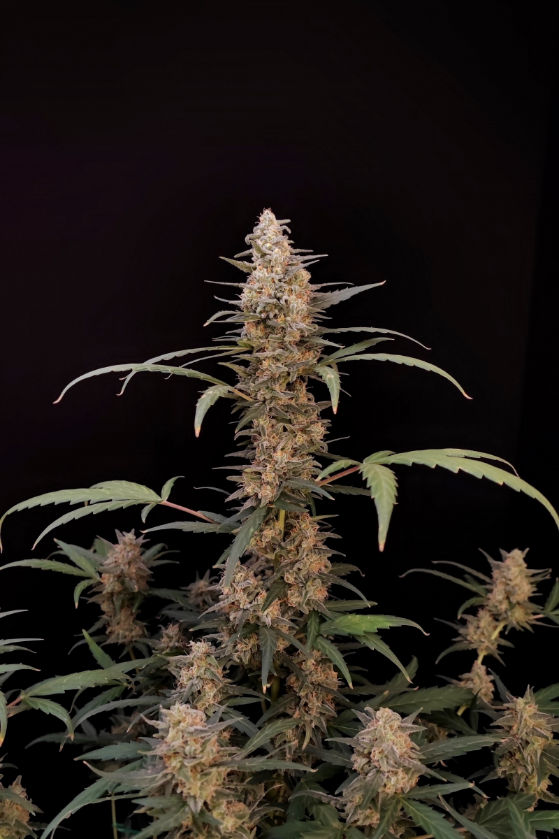 Photo of Critical Auto