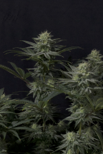 GG4 Sherbet FF