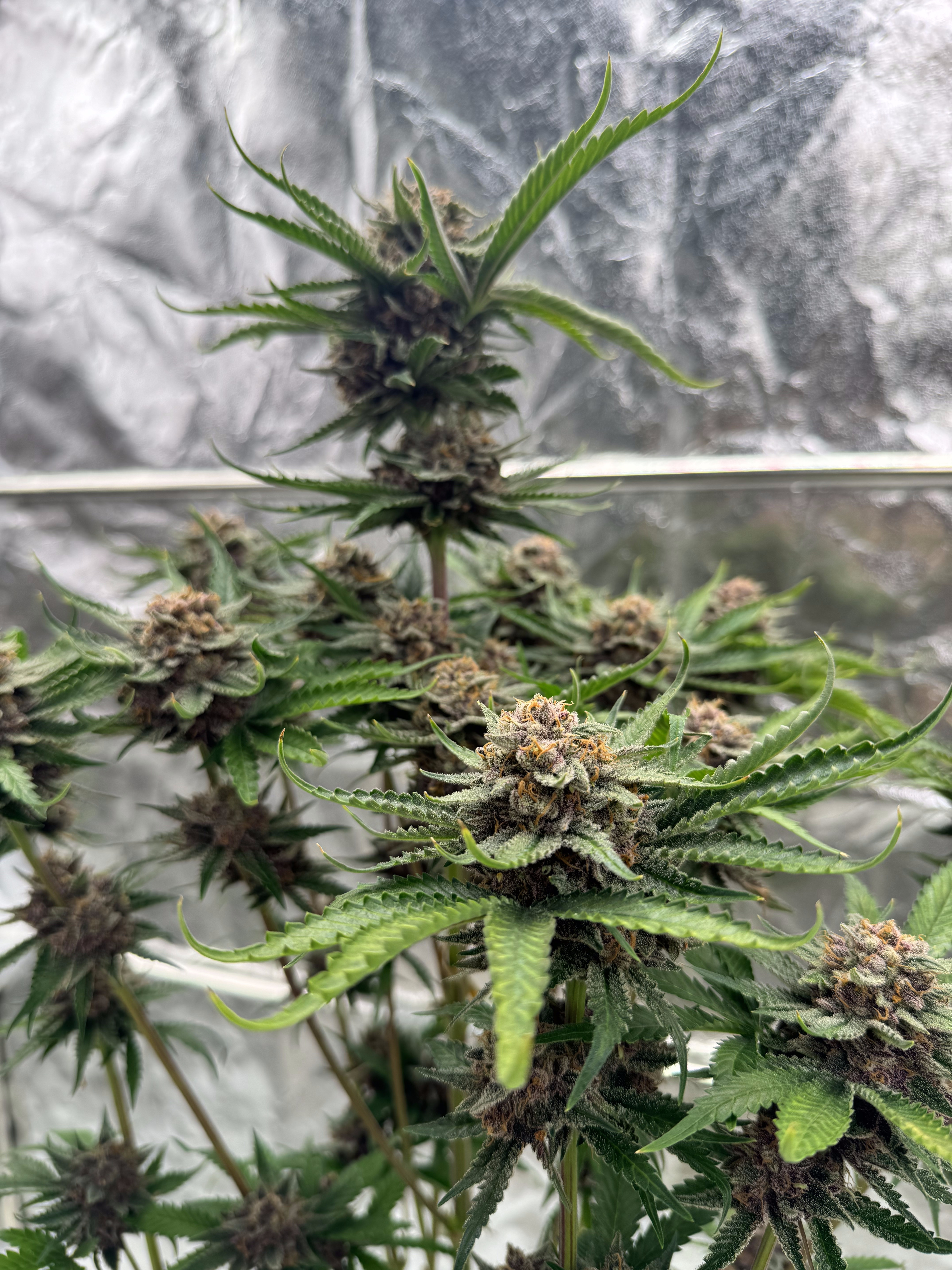 Cherry Cola Auto RF3