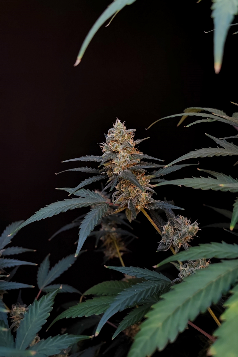 Photo of BubbleGum Auto