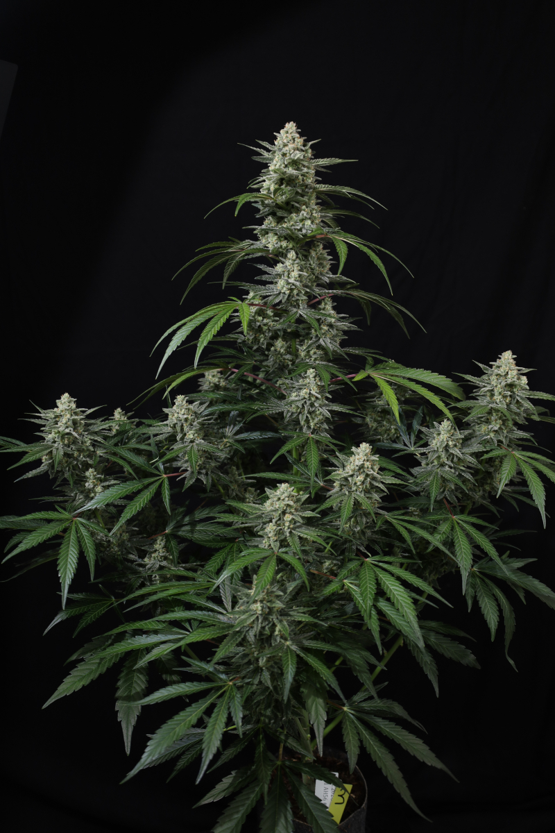Photo of Banana Frost Auto