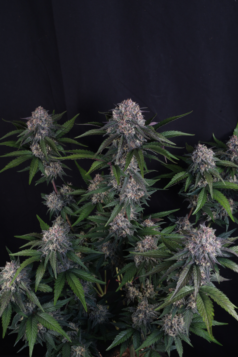 Photo of Lemon Cherry Sundae Auto