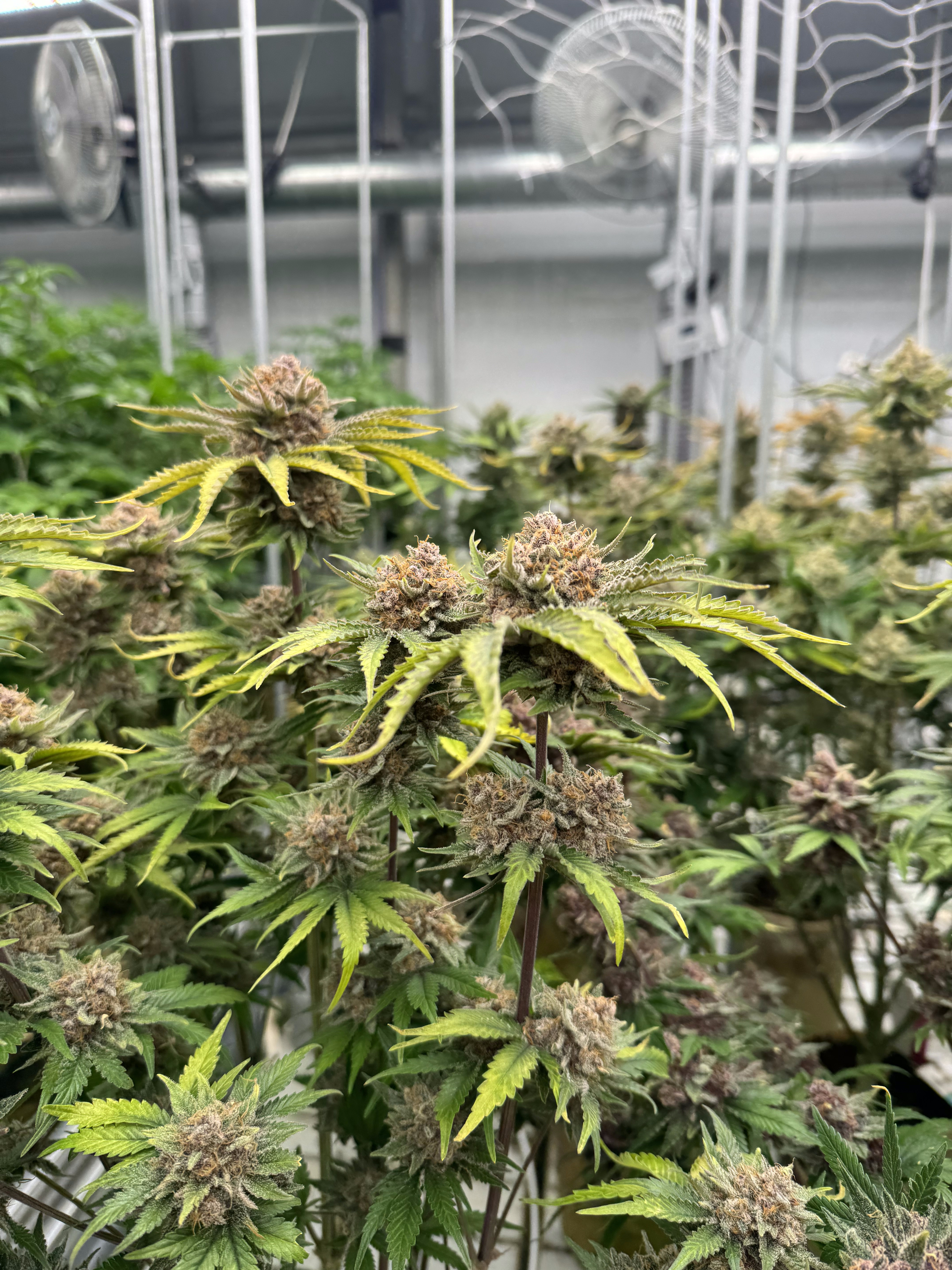 Cherry Cola Auto RF3