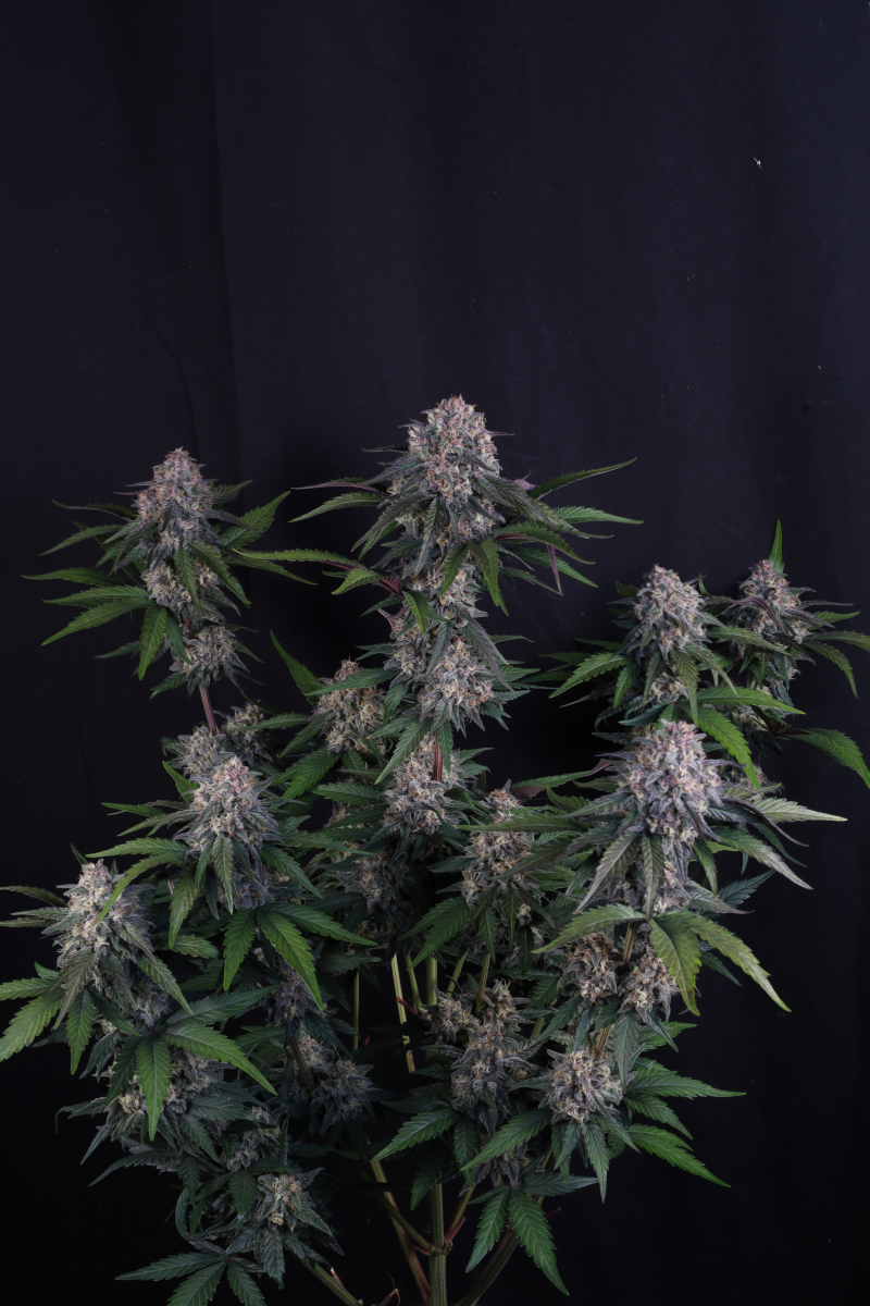 Photo of Lemon Cherry Sundae Auto