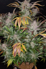 Cream Cookies Auto