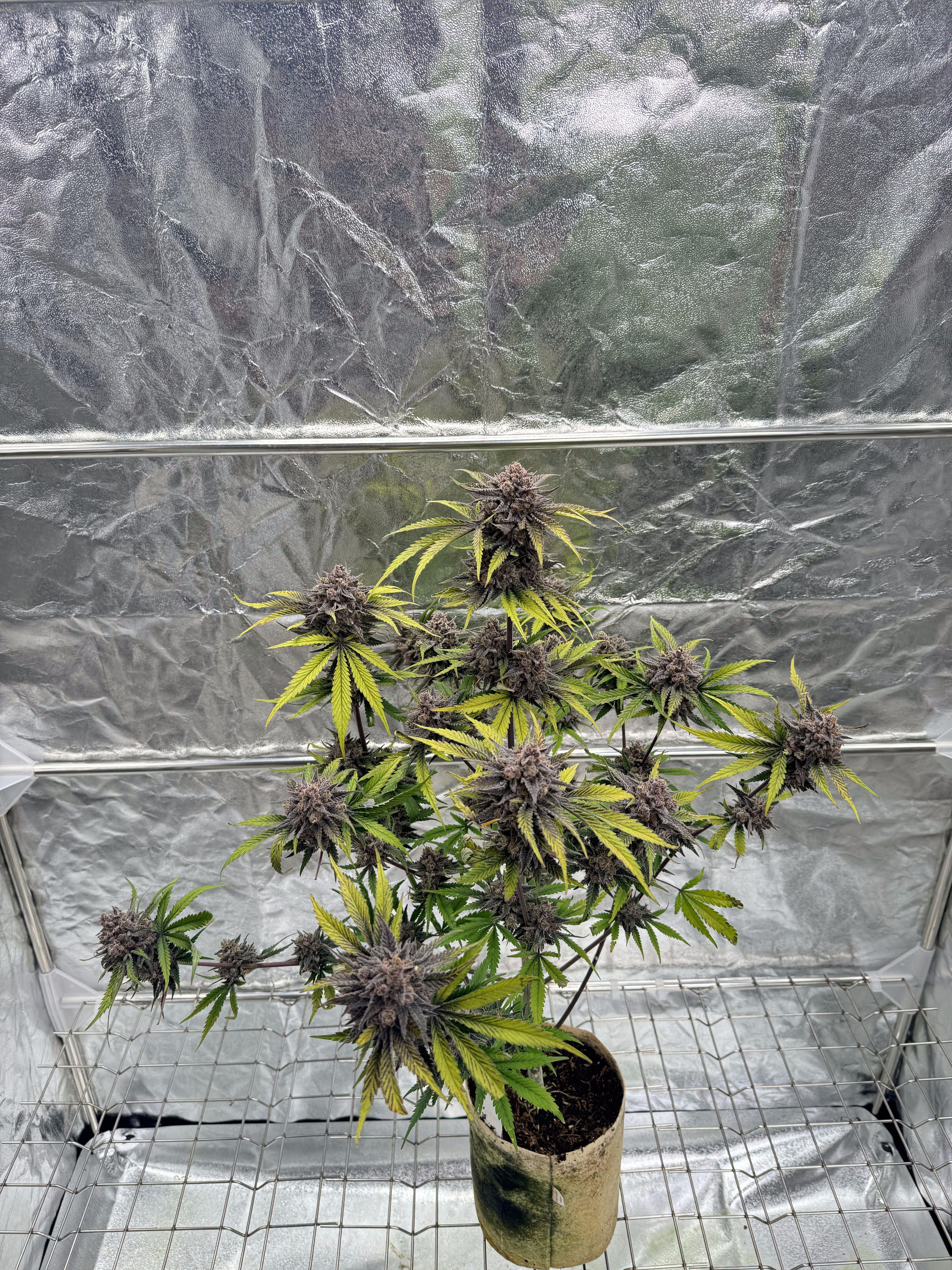Cherry Cola Auto RF3