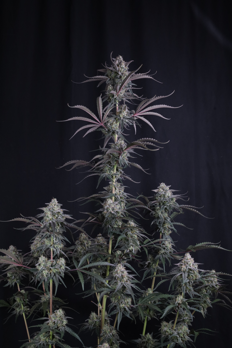 Photo of Pineapple OG Auto