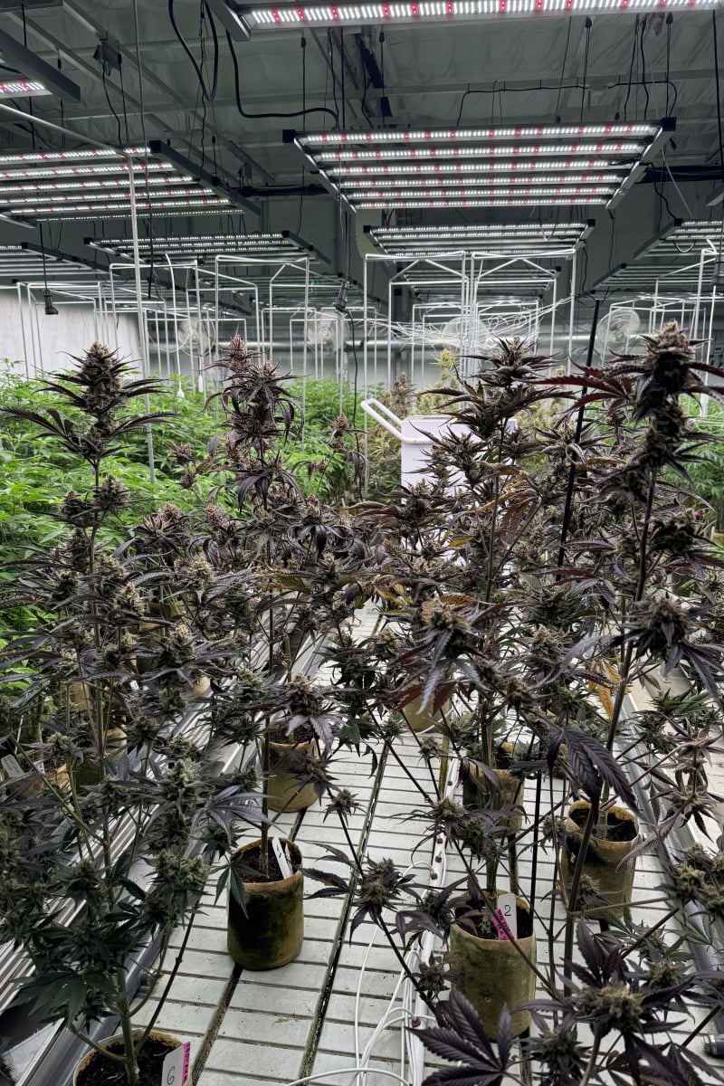 Photo of Guava Auto RF3