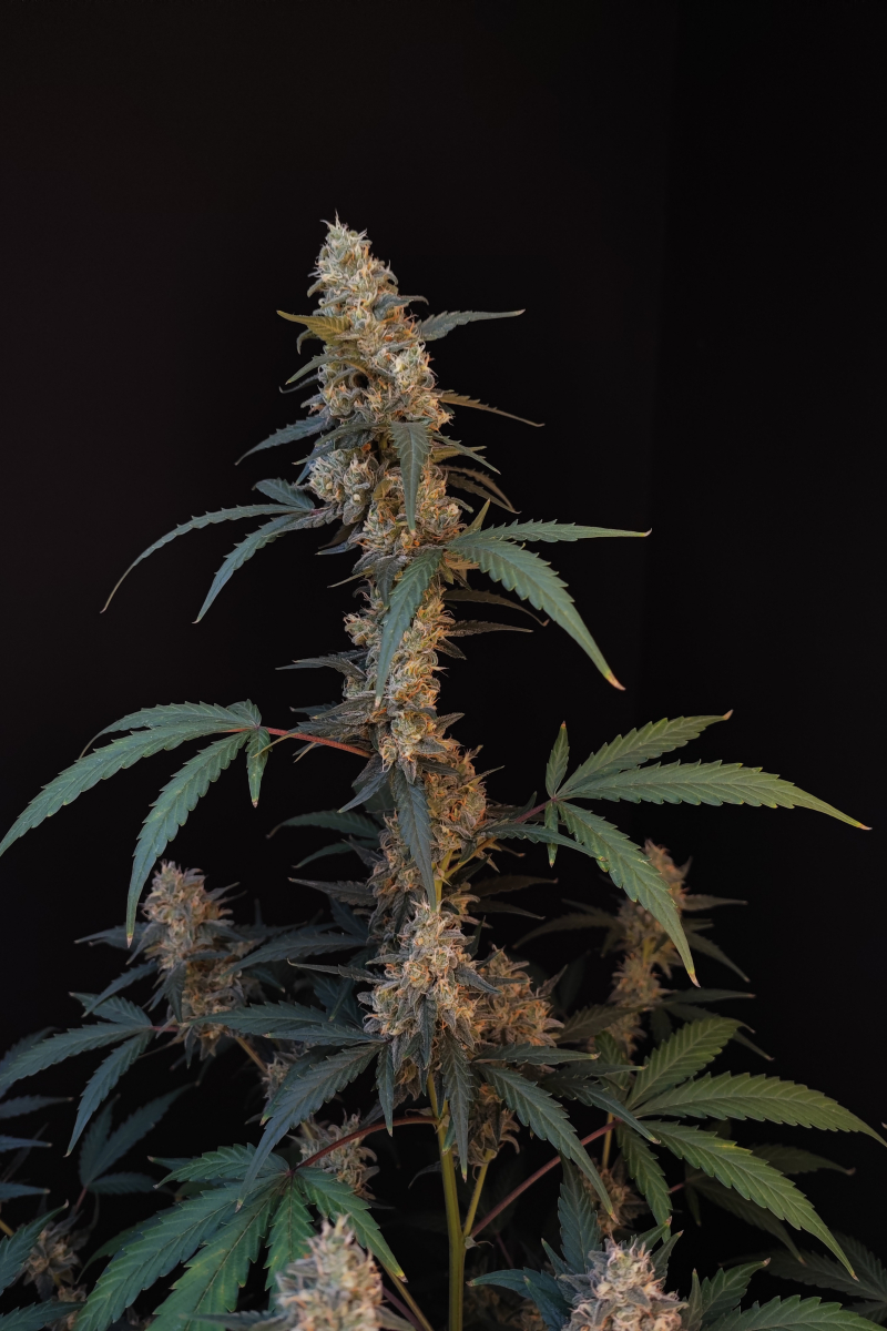 Photo of BubbleGum Auto