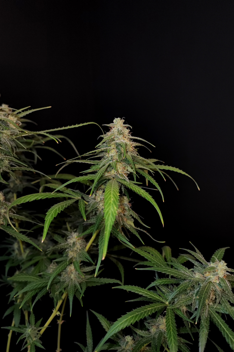 Photo of Sour Diesel Auto