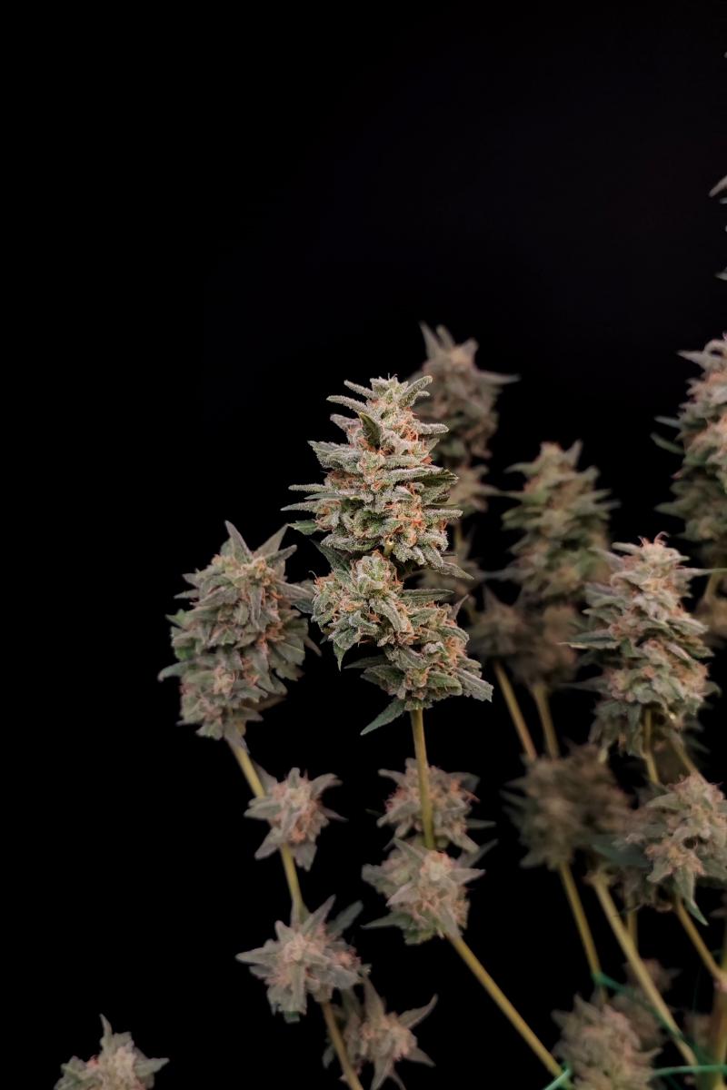 Photo of Critical Auto