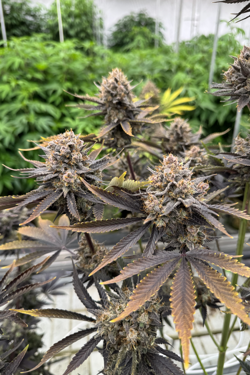 Photo of Banana Purple Punch Auto RF3