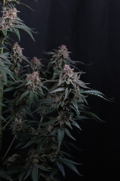 Mendo Cherry Cookies Auto