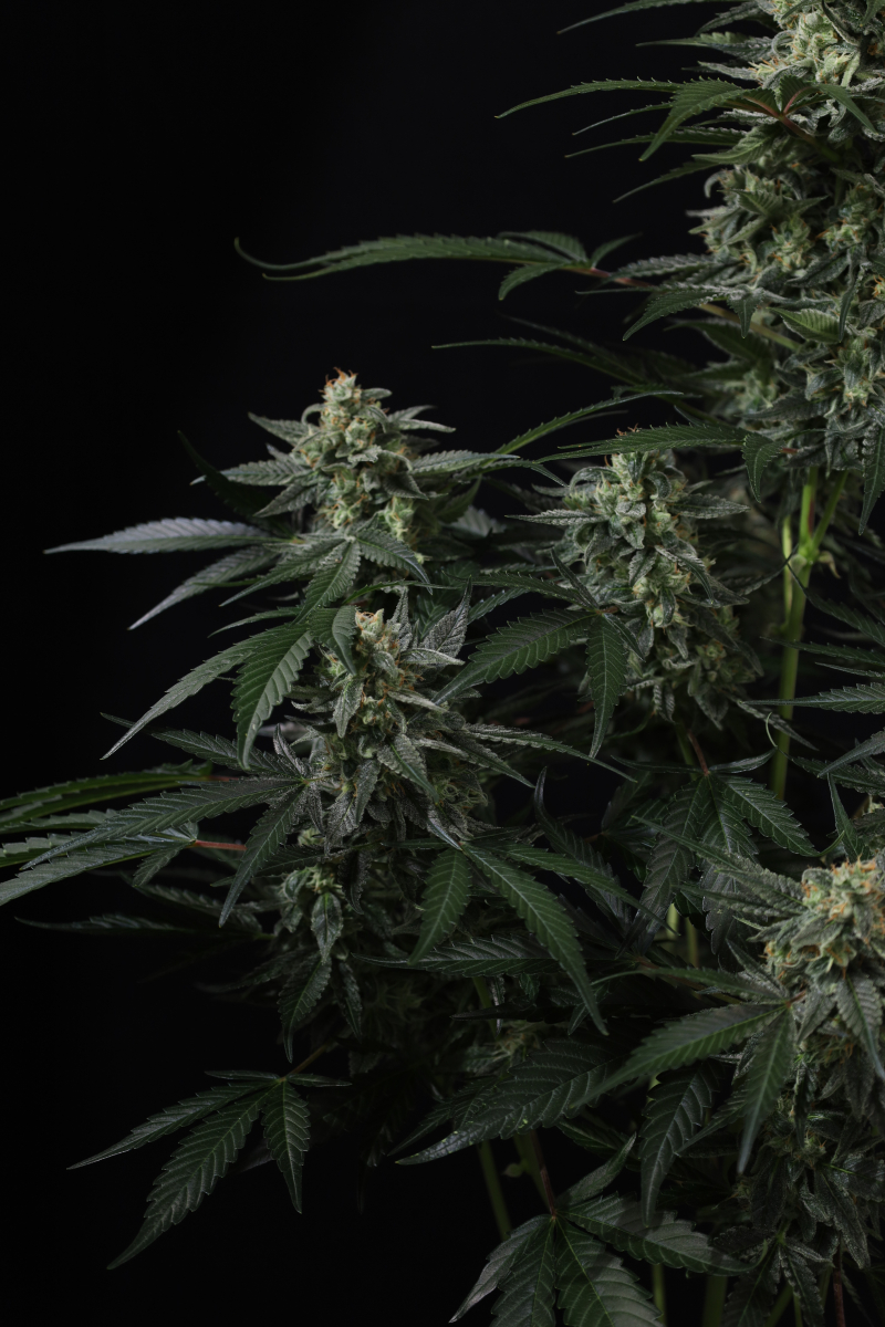 Photo of Banana Frost Auto