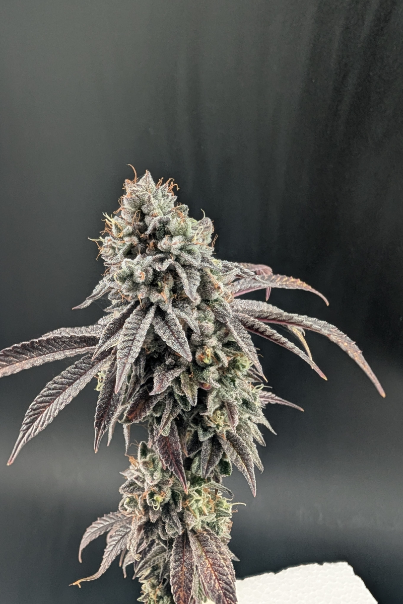 Photo of Garlic Mint Sherbet