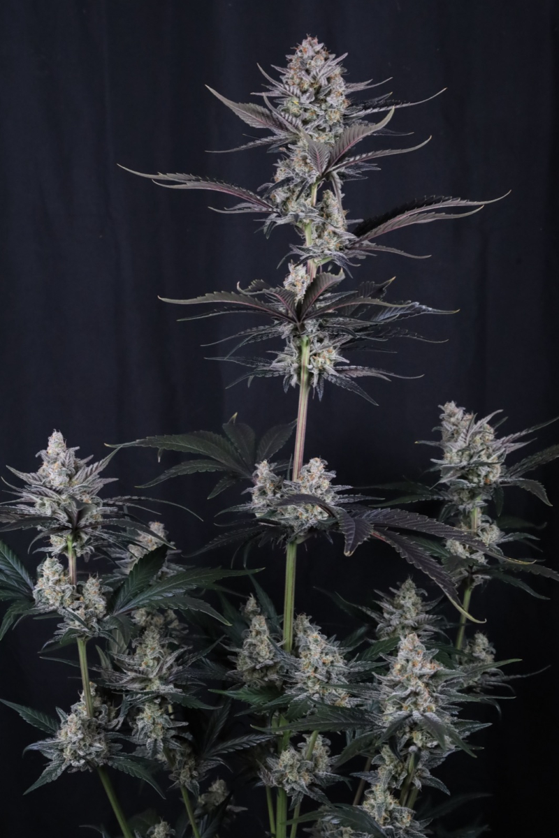 Photo of Mendo Guava Auto