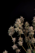 Critical Auto