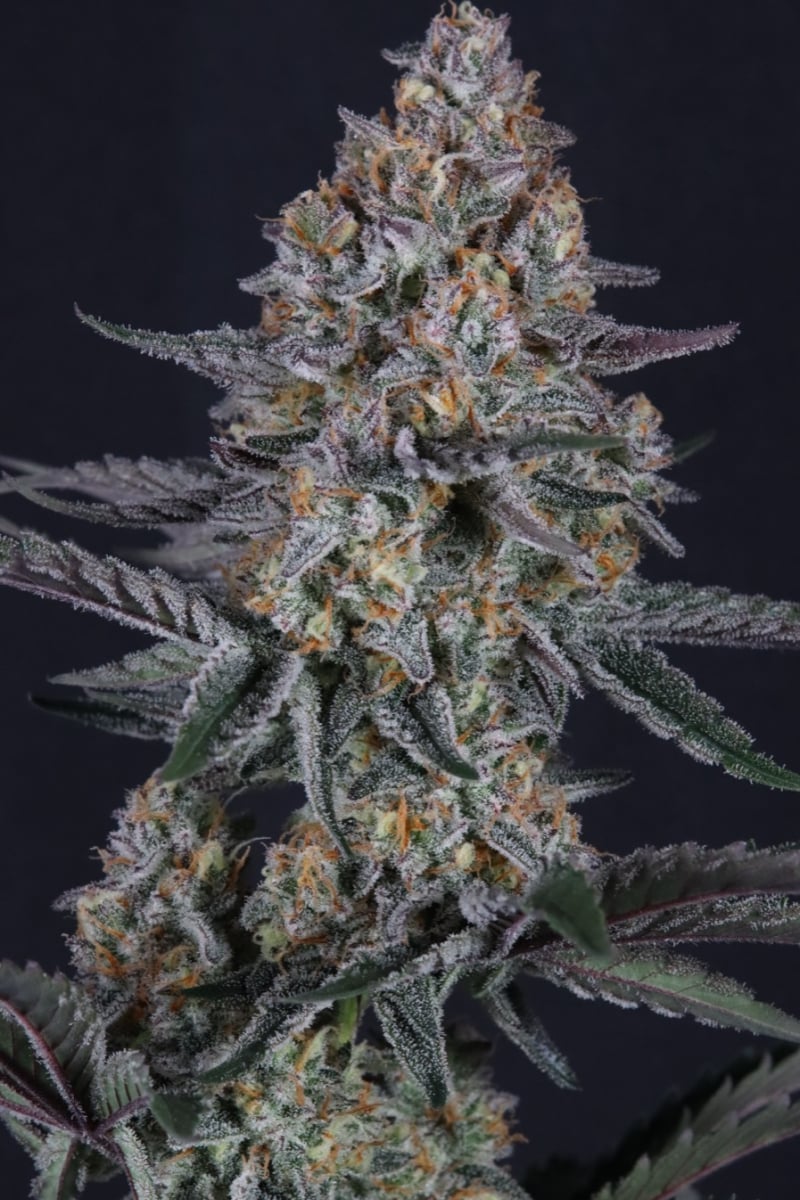 Photo of Guava Sundae Auto