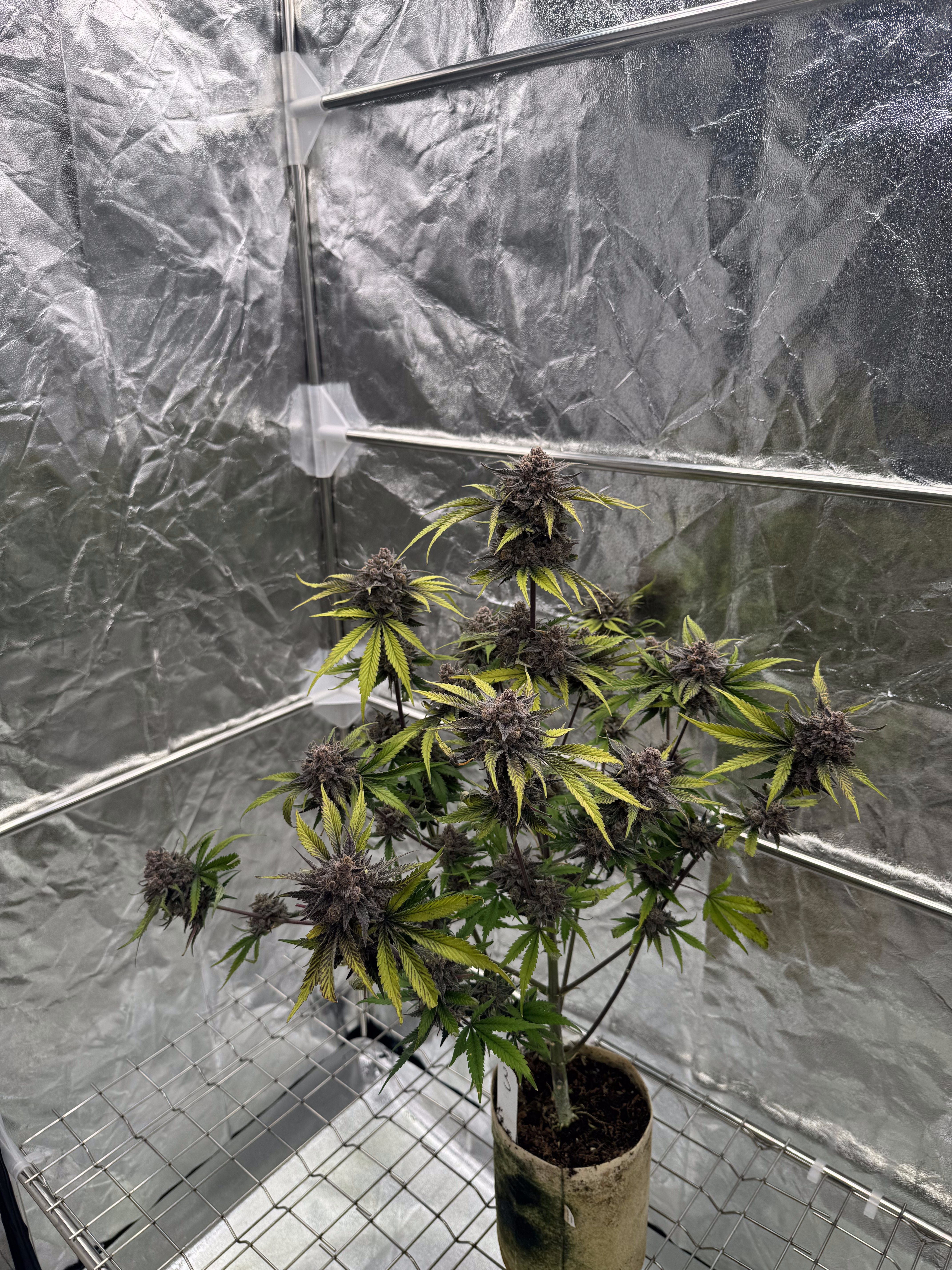 Cherry Cola Auto RF3