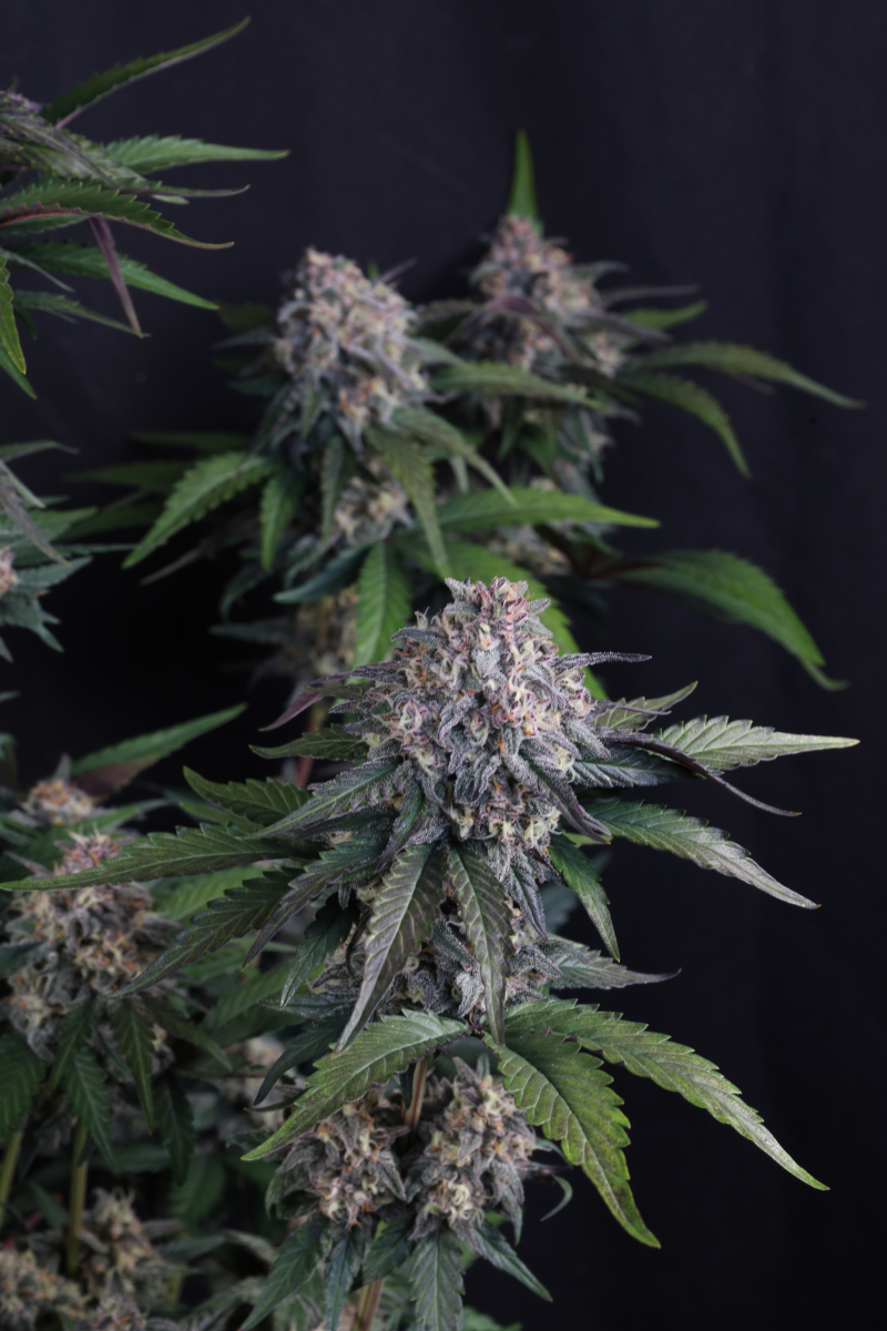 Photo of Lemon Cherry Sundae Auto