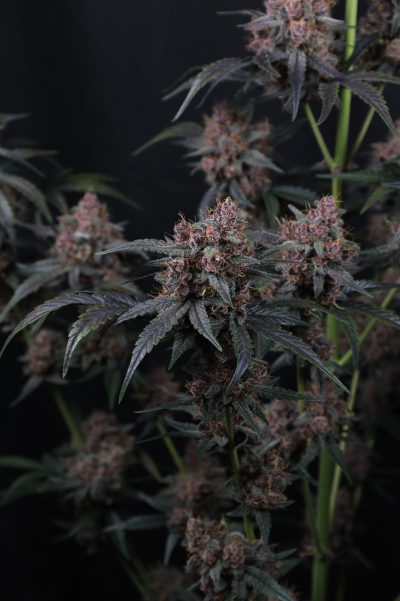 Photo of Mango Cherry Runtz Auto