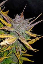 Cream Cookies Auto