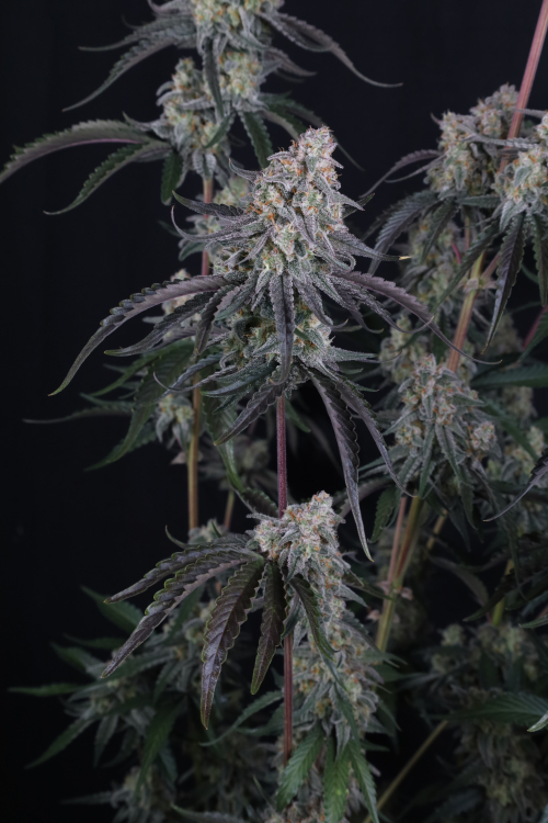 Pineapple OG Auto