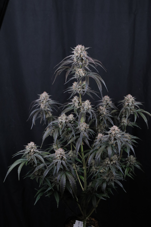Mango Frost Auto