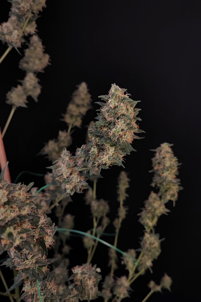 Photo of Cheese Auto