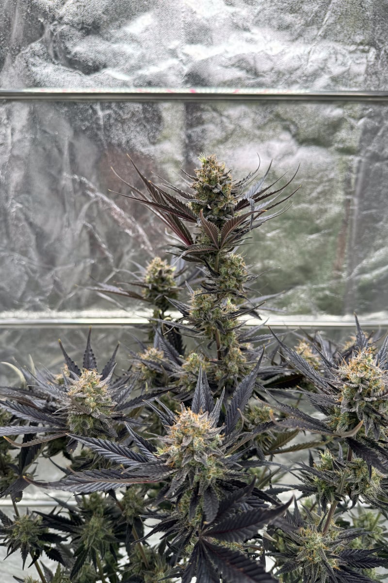 Photo of Guava Auto RF3