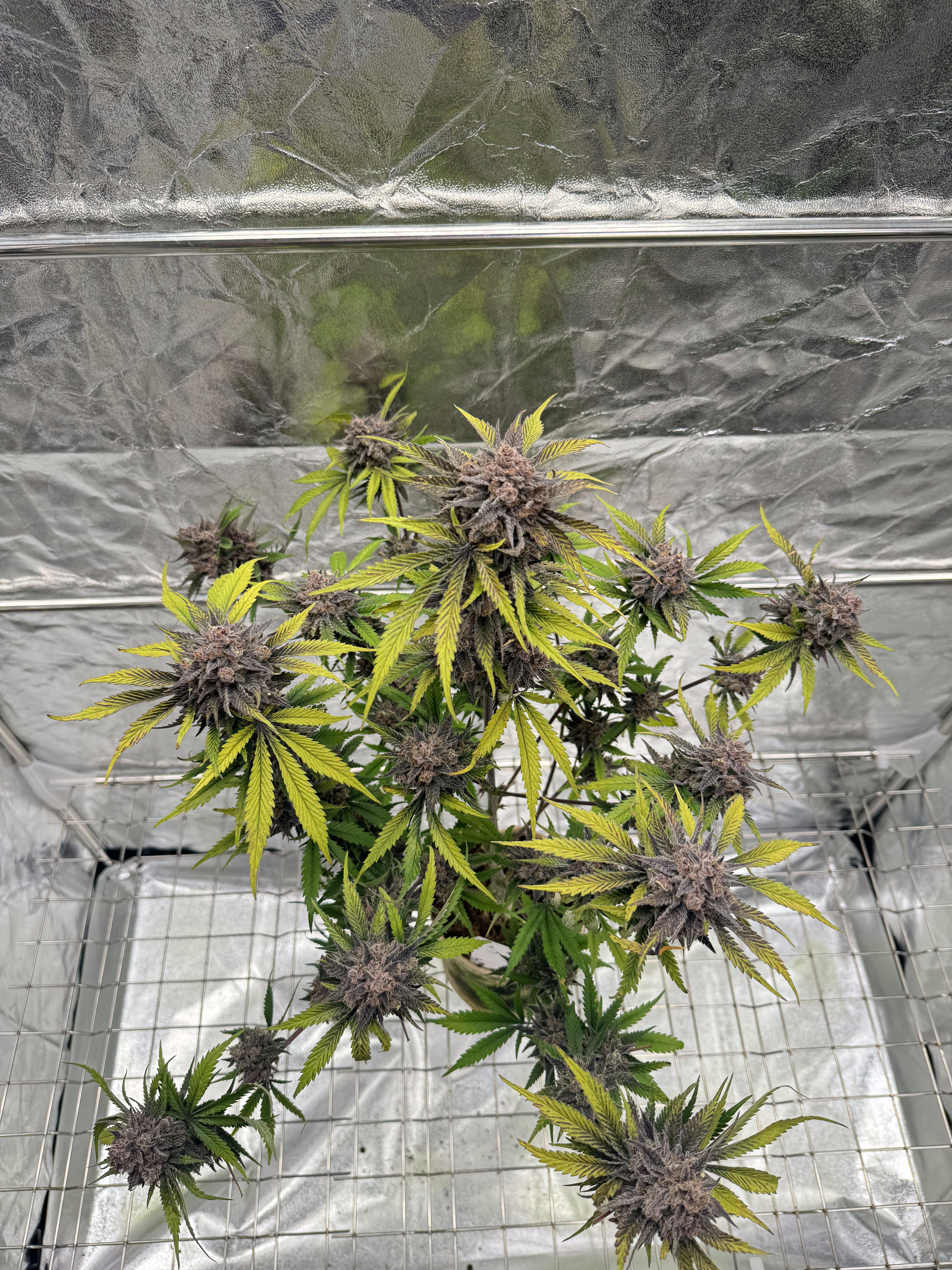 Cherry Cola Auto RF3