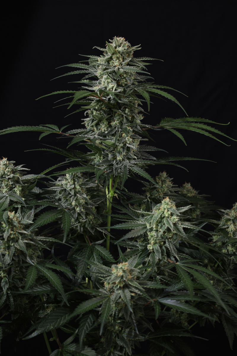 Photo of Banana Frost Auto