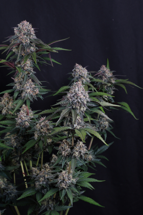 Lemon Cherry Sundae Auto