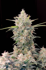 Skunk Auto
