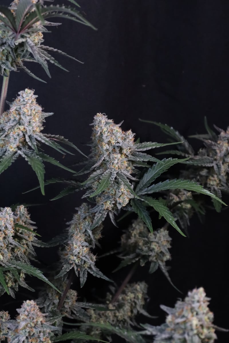 Photo of Guava Sundae Auto