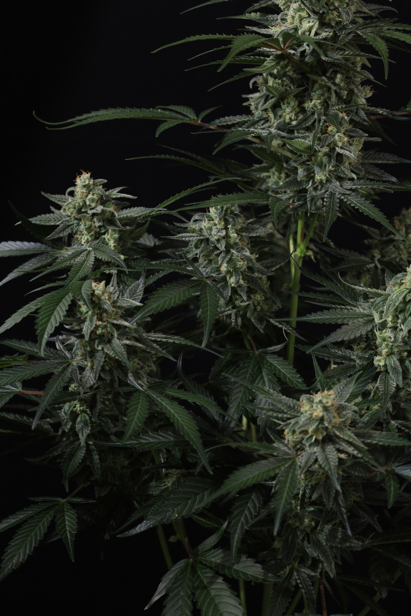 Photo of Banana Frost Auto
