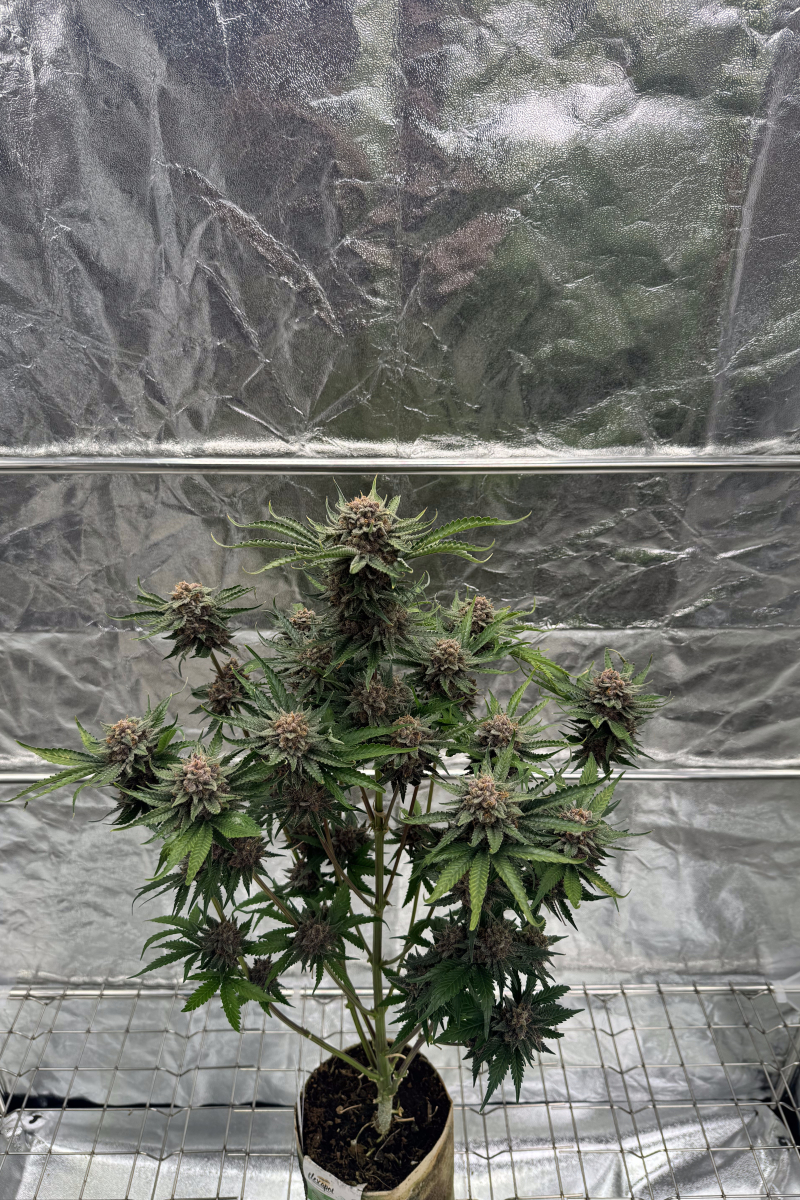 Photo of Cherry Cola Auto RF3