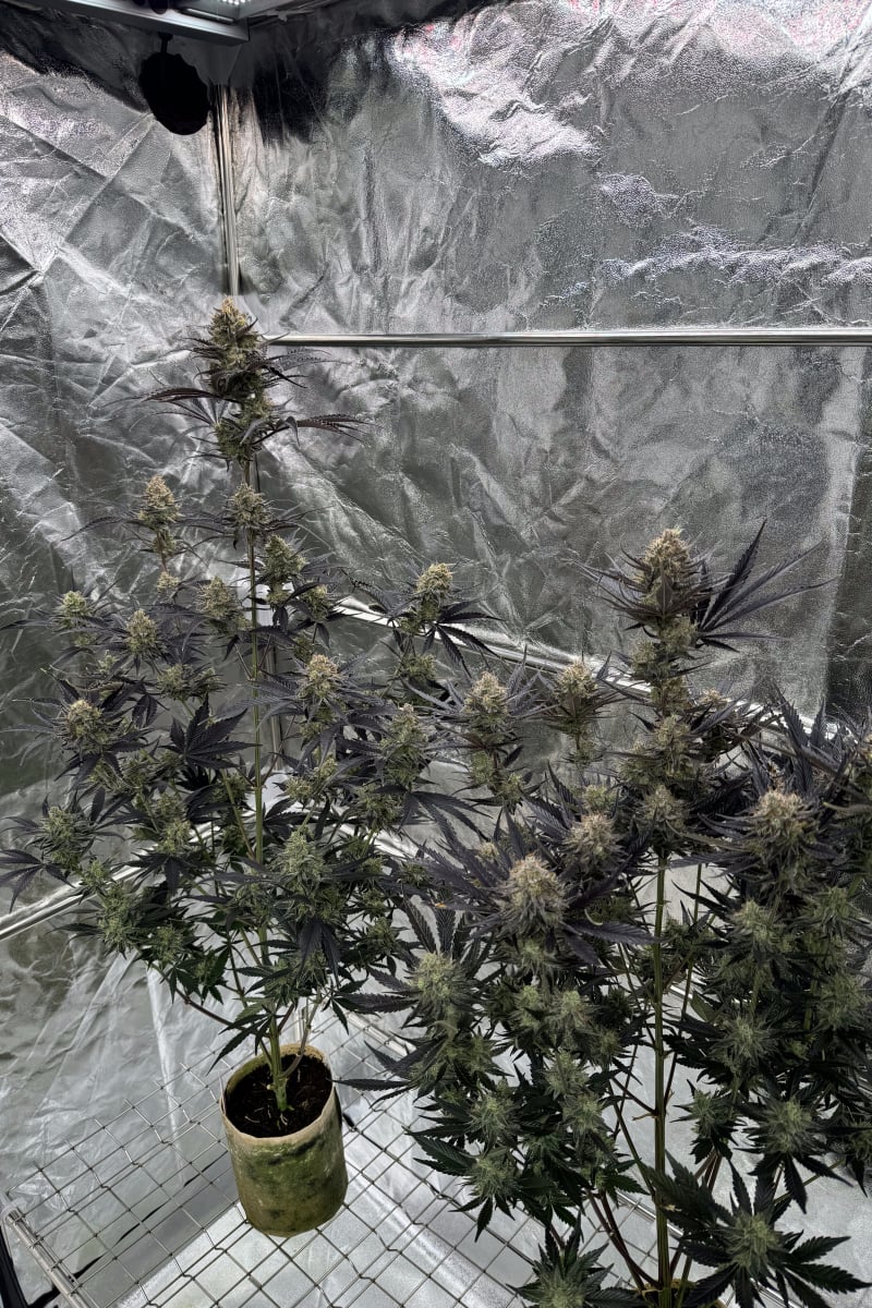 Photo of Guava Auto RF3