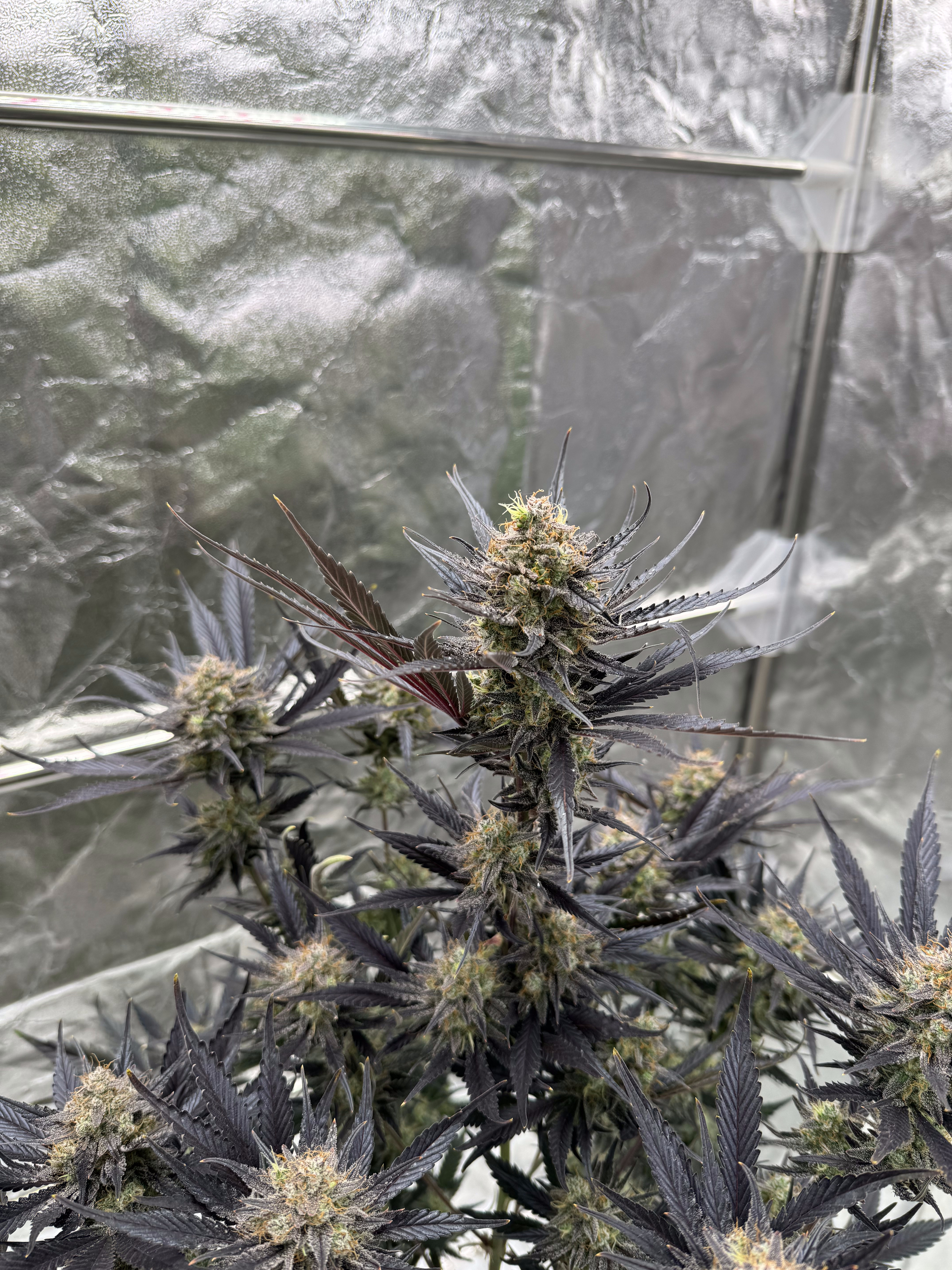 Guava Auto RF3