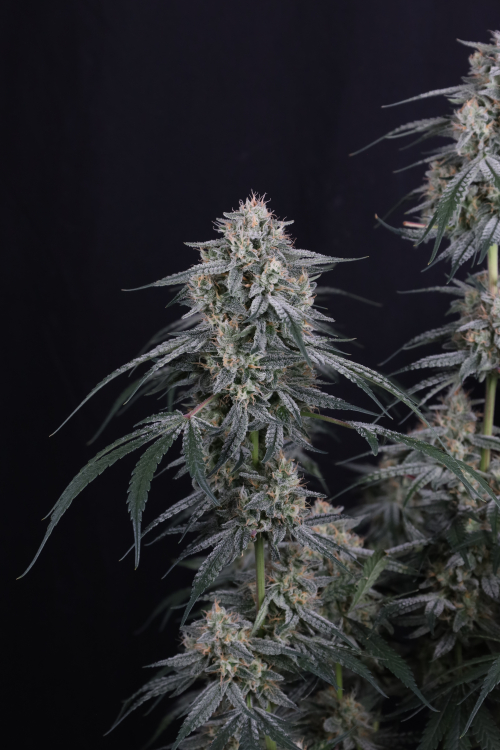 Garlic Mint Sherbet Auto